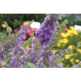 CVETOČA GRMOVNICA VOLMARY BUDDLEJA X HYBRIDA SUMMER BIRD