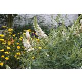 CVETOČA GRMOVNICA VOLMARY BUDDLEJA X HYBRIDA SUMMER BIRD