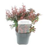 GRMOVNICA OKRASNA V LIST. RDEČE LISTNI ČEŠMIN