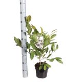 GRM ZVEZDASTA MAGNOLIJA