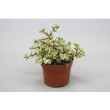 SOBNA ZELENA RASTLINA GRMASTI TOLŠČAK L12