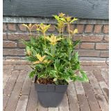 GRMOVNICA OKRASNA V LIST. DIŠEČI OSMANTUS L17