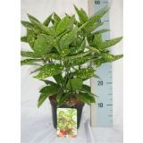 GRMOVNICA OKRASNA V LIST. JAPONSKA AVKUBA VARIEGATA L19