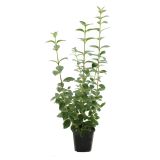 GRMOVNICA OKRASNA V LIST. LIGUSTER (KALINA)