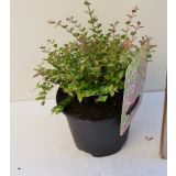 GRMOVNICA OKRASNA V LIST. LONICERA RED TIPS L17