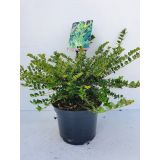 GRMOVNICA OKRASNA V LIST. LONICERA TINY GREEN L17