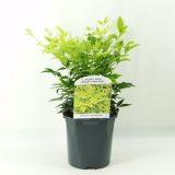 GRMOVNICA OKRASNA V LIST. NANDINA DOM. LEMON LIME L 2L