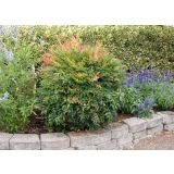 GRMOVNICA OKRASNA V LIST. NANDINA GULF STREAM L18 V30