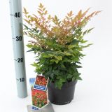 GRMOVNICA OKRASNA V LIST. NANDINA GULF STREAM L18 V30