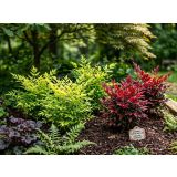 GRMOVNICA OKRASNA V LIST. NANDINA MIX L23 CM