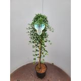 GRMOVNICA OKRASNA V LIST. PANEŠPLJICA MAJOR NA DEBLU L5 L