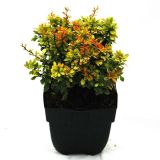 GRMOVNICA OKRASNA V LIST. THUNBERGOV ČEŠMIN GOLDALITA L17