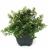 GRMOVNICA OKRASNA V LIST. THUNBERGOV ČEŠMIN KOBOLD L17