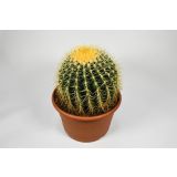 KAKTUS GRUSONOV JEŽKAR L26 VIŠ 30CM