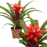 GUZMANIJA CONFETTI RDEČA L9