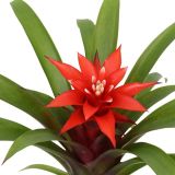 GUZMANIJA CONFETTI RDEČA L9