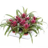 GUZMANIJA EDITH L5.5