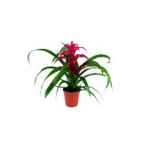 GUZMANIJA EDITH L5.5