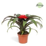 GUZMANIJA PRISCILLA L9