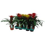 GUZMANIJA SQUAROSA MIX L13