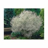 POLETI CVETOČA ČEBULICA HOLLAND BULB MARKET GYPSOPHILA PANICULATA