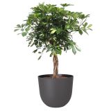 PE ZUNANJI LONEC HAVANA NATURAL VOLCANO 50CM