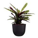 PE ZUNANJI LONEC HAVANA NATURAL VOLCANO 70CM