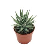 HAVORTIJA MARGARITIFERA L12 CM