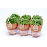 HAVORTIJA V OKRASNEM LONCU L13