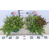 HEBA FRIENDS QUATTRO L17