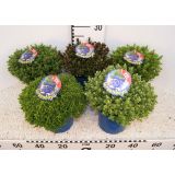 HEBA GREEN BOYS MIX L17