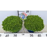 HEBA GREEN GLOBE L17