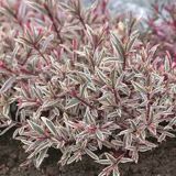 HEBA MAGIC COLOURS L10.5