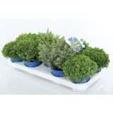 TRAJNICA HEBE, JETIČNIK ARMSTRONGI GREEN BOYS MIX