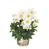 TELOH VOLMARY HELLEBORUS NIGER WINTERSUN-BOŽIČNI L14