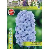 POMLADI CVETOČA ČEBULICA HOLLAND BULB MARKET HIACINTA GENERAL KÖHLER 15/16