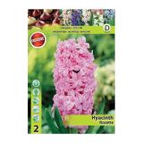 POMLADI CVETOČA ČEBULICA HOLLAND BULB MARKET HIACINTA ROSETTE 15/16 2 KOS