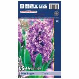 POMLADI CVETOČA ČEBULICA HOLLAND BULB MARKET HIACINTA SINGLE MISS SAIGON 15/16 3KOS