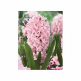 POMLADI CVETOČA ČEBULICA HOLLAND BULB MARKET HIACINTA SINGLE PINK SURPRISE 15/16 3KOS