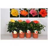 HIBISKUS GRM MIX L15