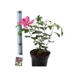 HIBISKUS GRMASTI OSLEZ L19