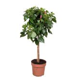 HIBISKUS NA STEBLU L19 MIX