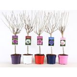 HIBISKUS NA STEBLU L19 MIX