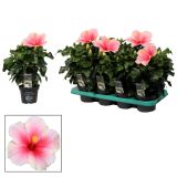 CVETOČA SOBNA RASTLINA HIBISKUS ROZA L13 VIŠ 35 CM