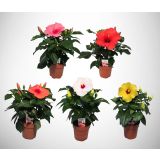 HIBISKUS SINENSIS MIX L13