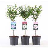 HIBISKUS VRTNI NA STEBLU 30 CM L 3L