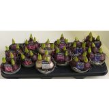 CVETOČA SOBNA RASTLINA HIJACINTA MIX L11