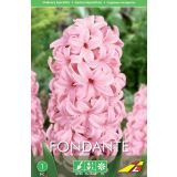 HIJACINTA ROZA FONDANTE