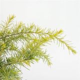 CEDRA HIMALAJSKA GOLDEN HORIZON L19