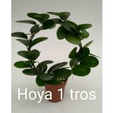 HOJA AUSTRALIS L12